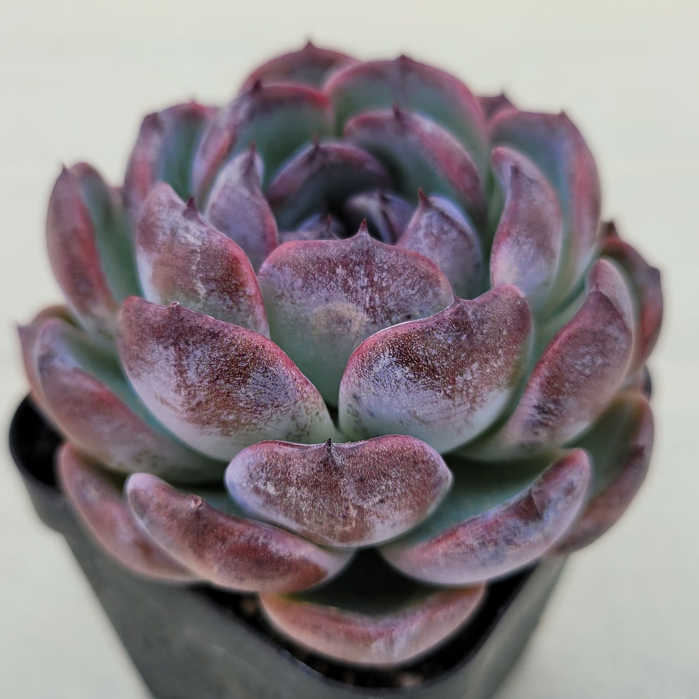 Thumbnail: Echeveria Dark Opal p