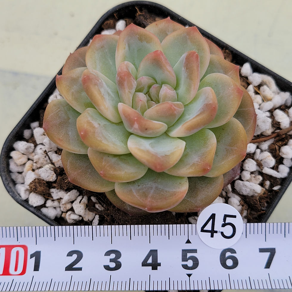 Thumbnail: Echeveria Sweet Potato 