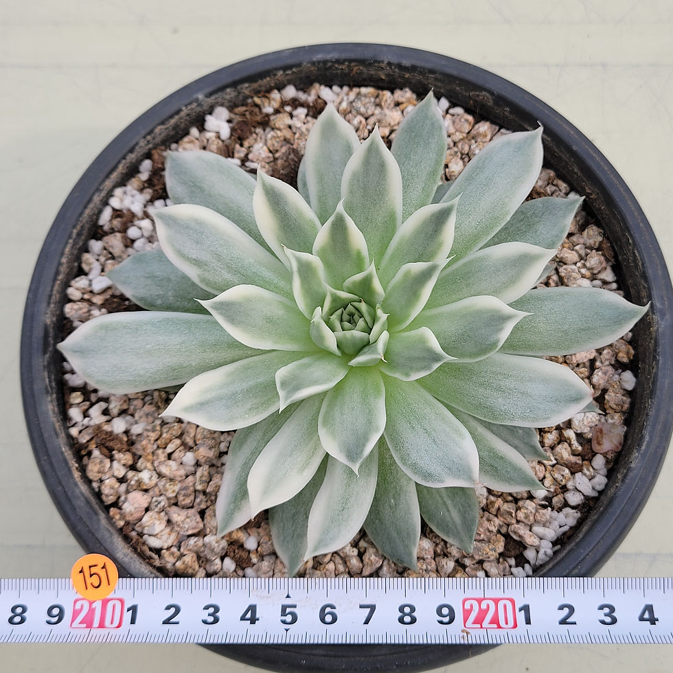 Thumbnail: Echeveria Black Nail variegated 
