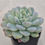 Thumbnail: Echeveria Icy green variegated 