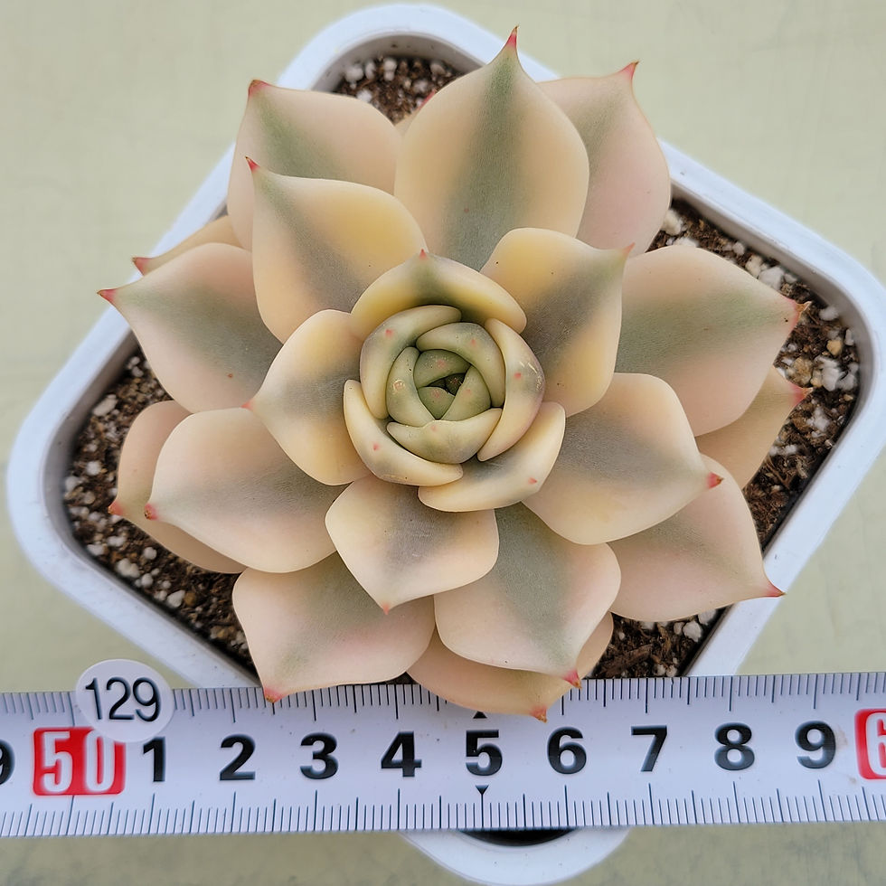 Thumbnail: Echeveria Sapphire variegated 