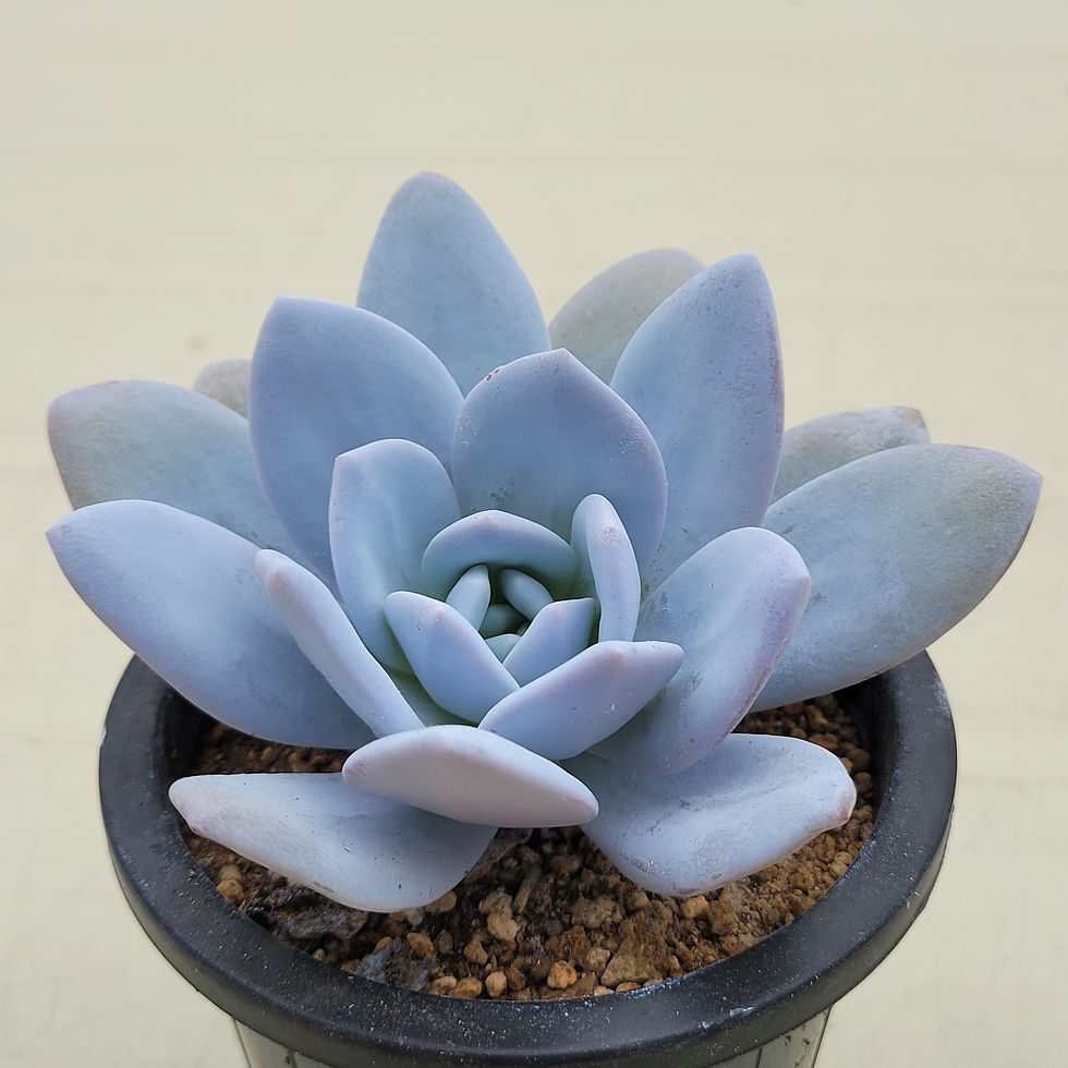 Thumbnail: Echeveria Laui 