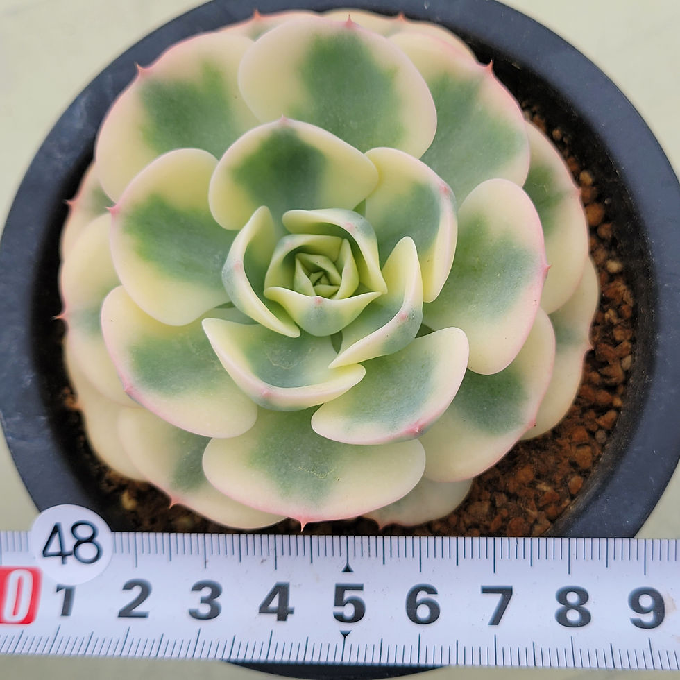 Thumbnail: Echeveria Lenore Dean 