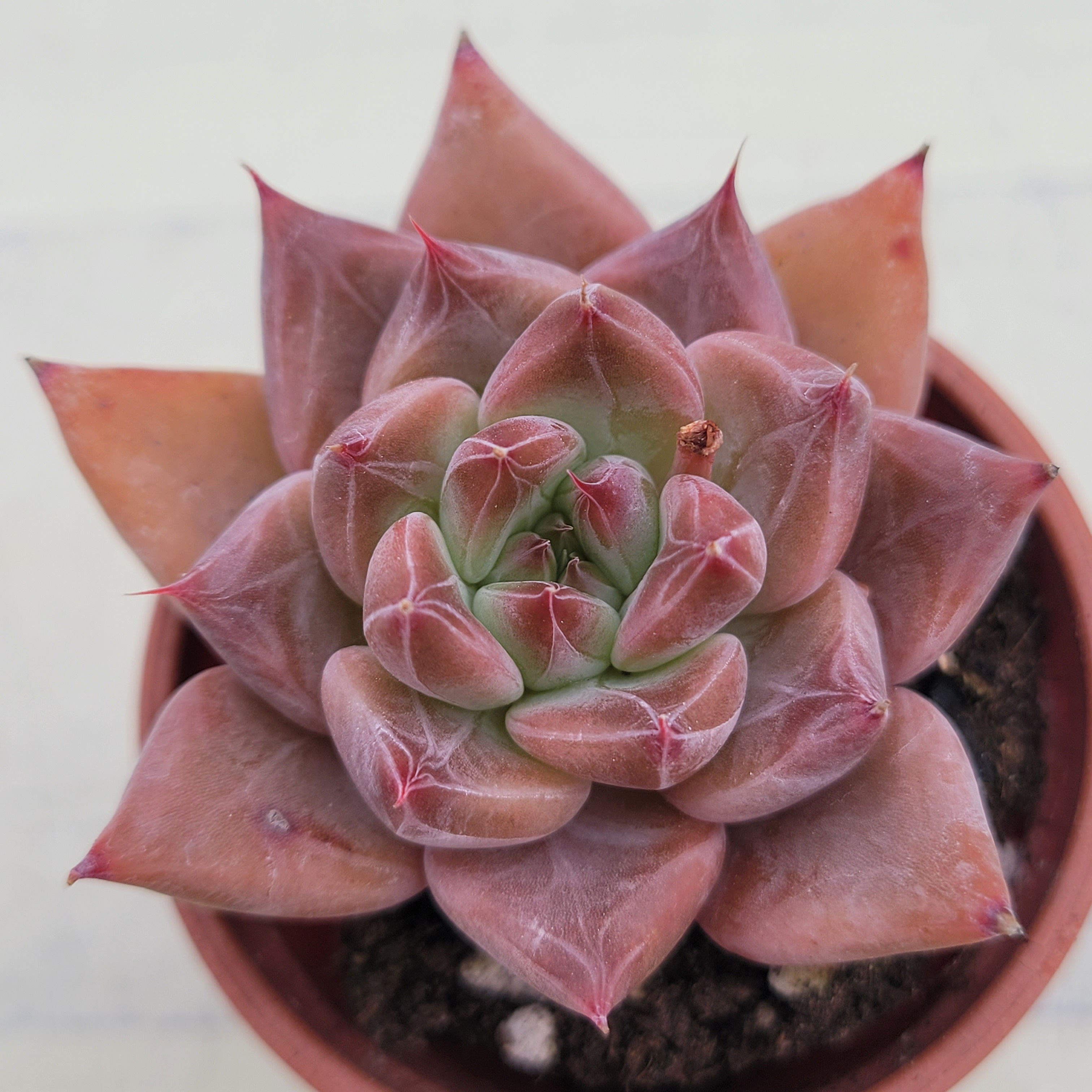 Echeveria Red Mountain 
