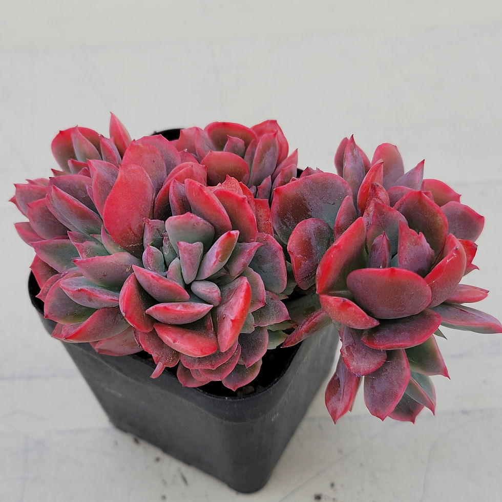Thumbnail: Echeveria Luella 