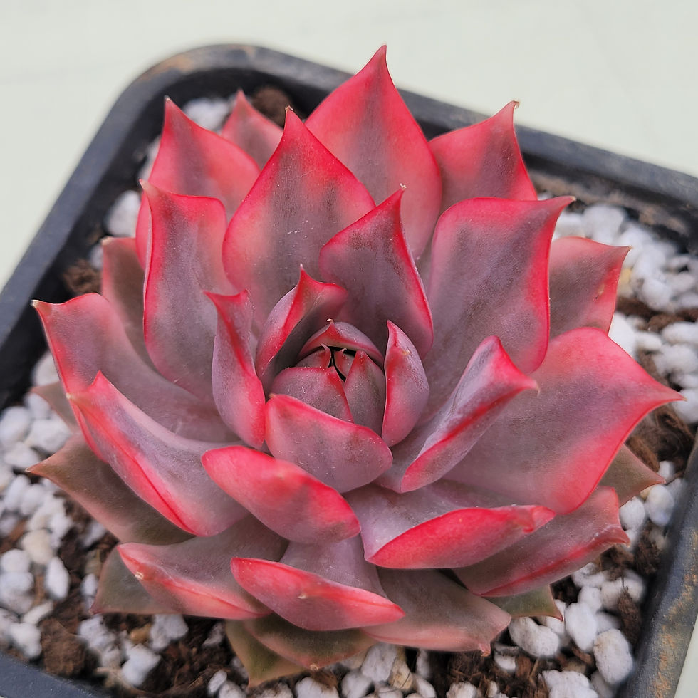 Thumbnail: Echeveria Pink Dragon variegated 