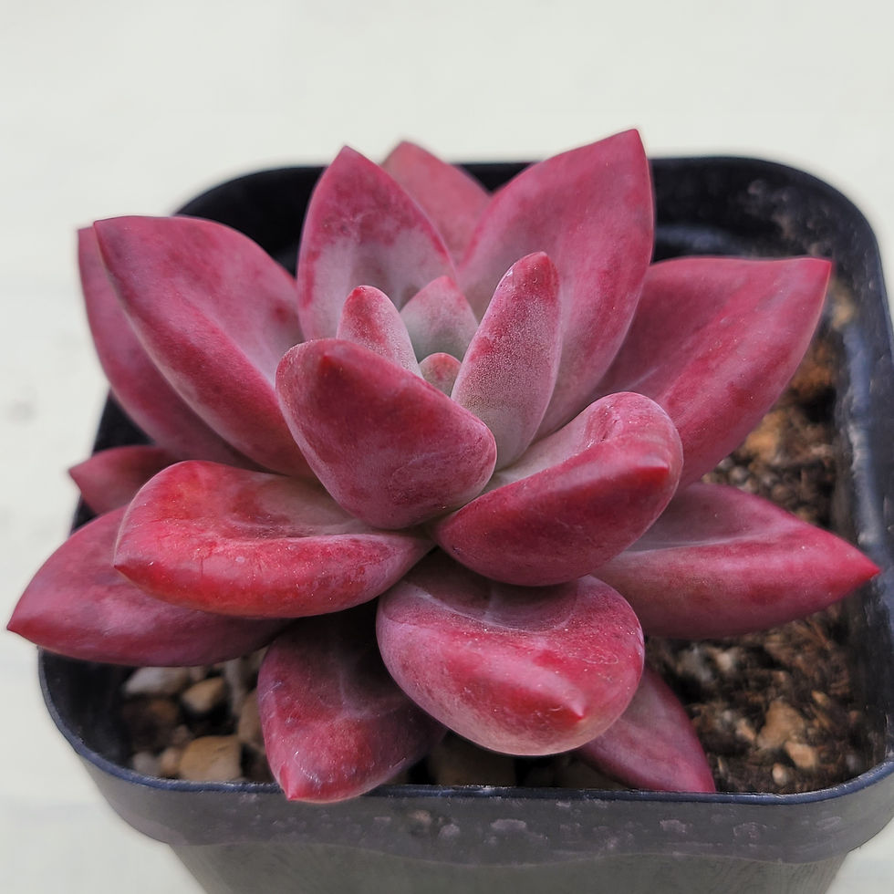 Thumbnail: Echeveria Yangmi 