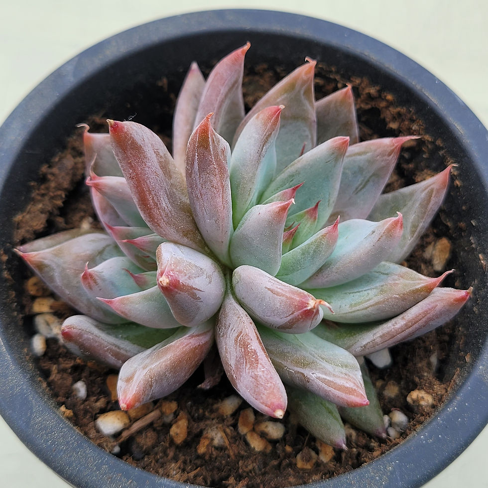 Thumbnail: Echeveria Everest 