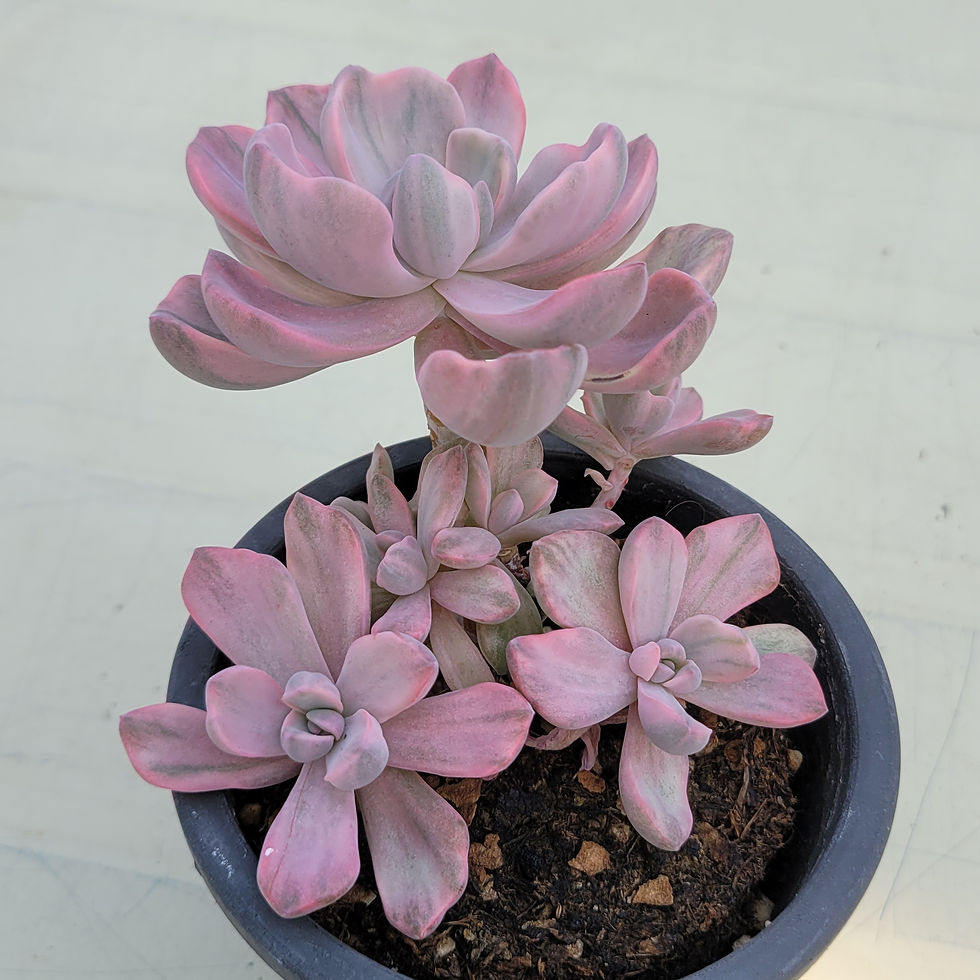 Thumbnail: Graptoveria Mrs Richard variegated 