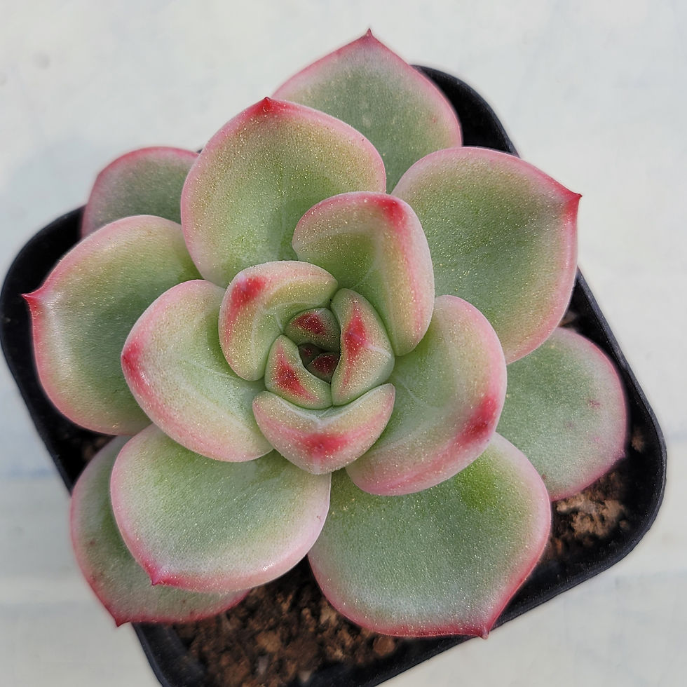 Thumbnail: Echeveria Herson 