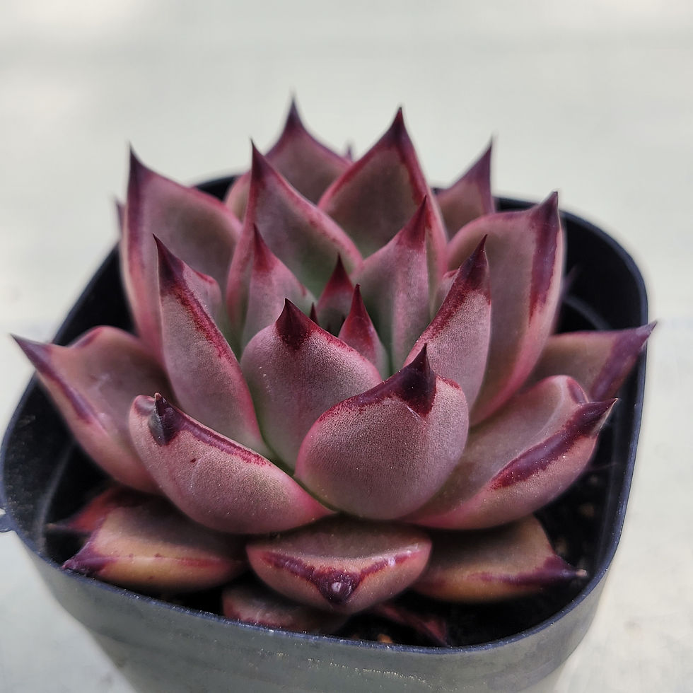 Thumbnail: Echeveria Agavoides Romeo 