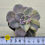 Thumbnail: Graptopetalum Purple Delight variegated 