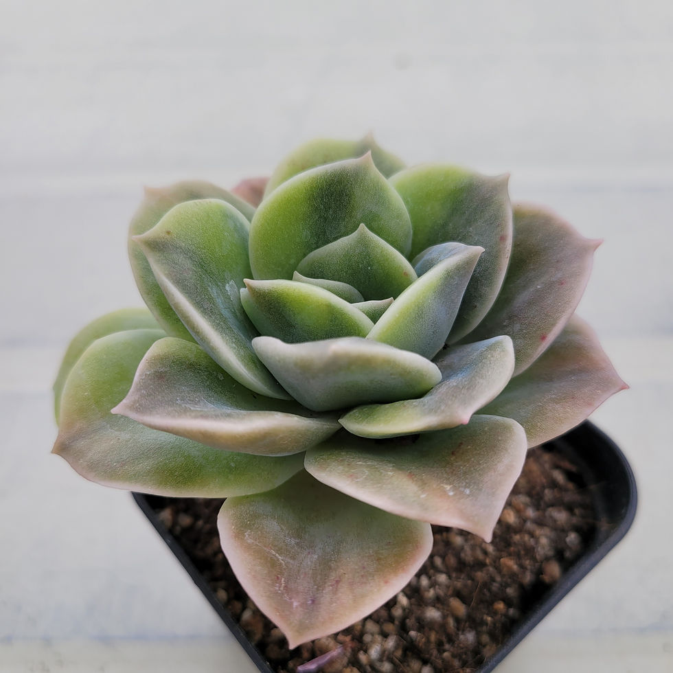 Thumbnail: Echeveria Lovely Rose variegated 
