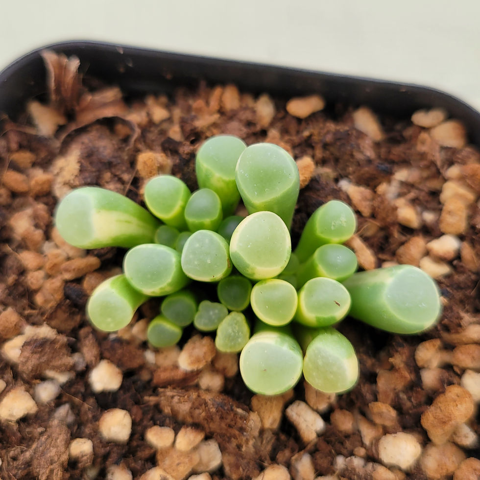 Thumbnail: Fenestraria rhopalophylla. Variegated 