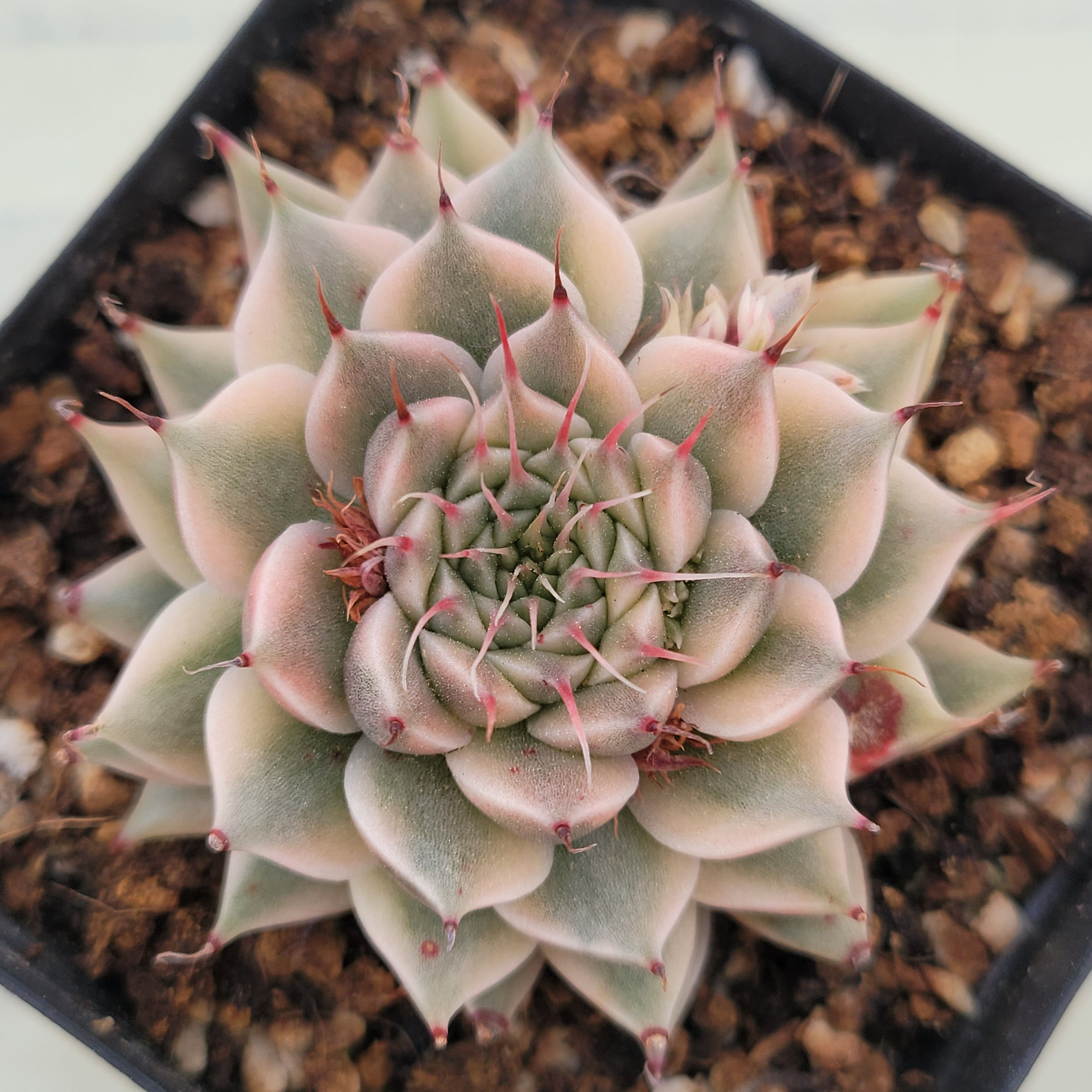 Graptoveria Silverstar variegated 