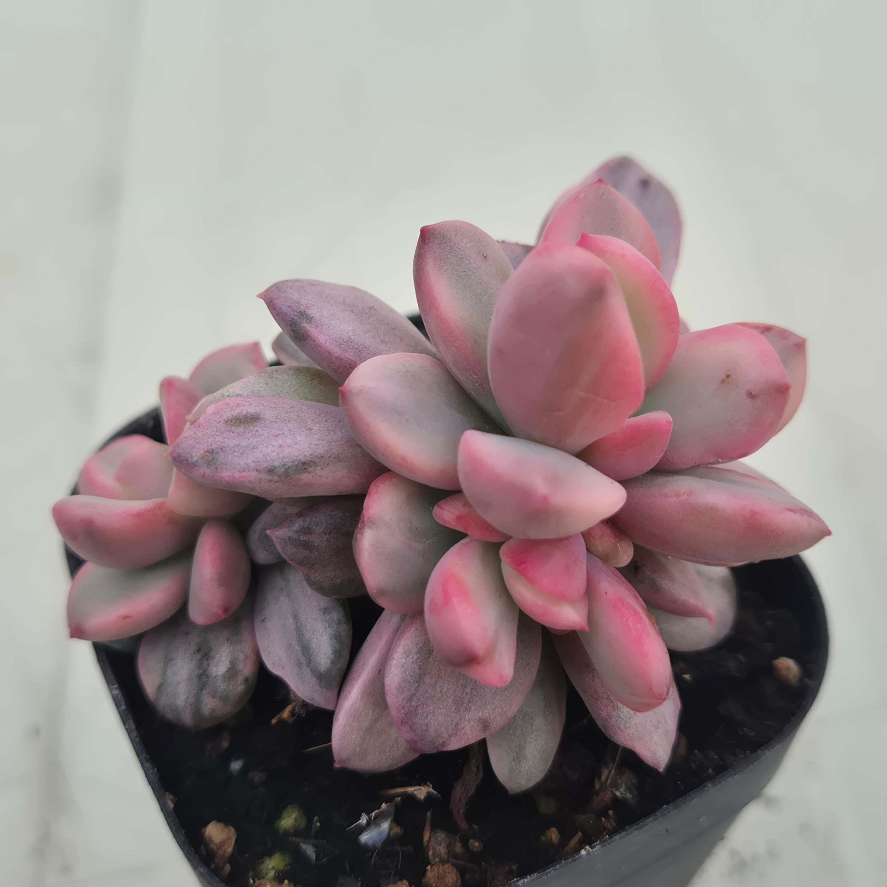 Echeveria Rezly variegated 