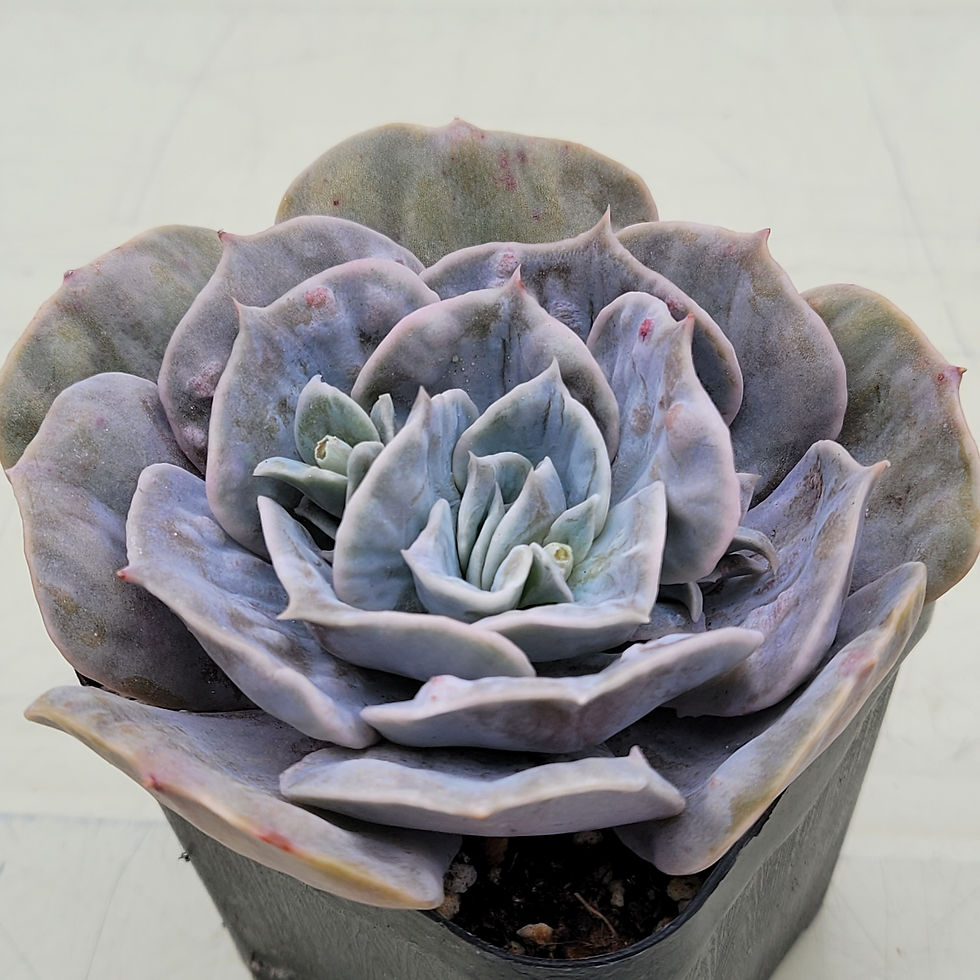 Thumbnail: Echeveria Marble variegated 