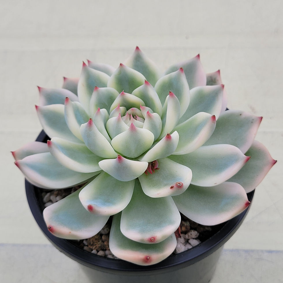 Thumbnail: Echeveria Chihuahuaensis variegated 