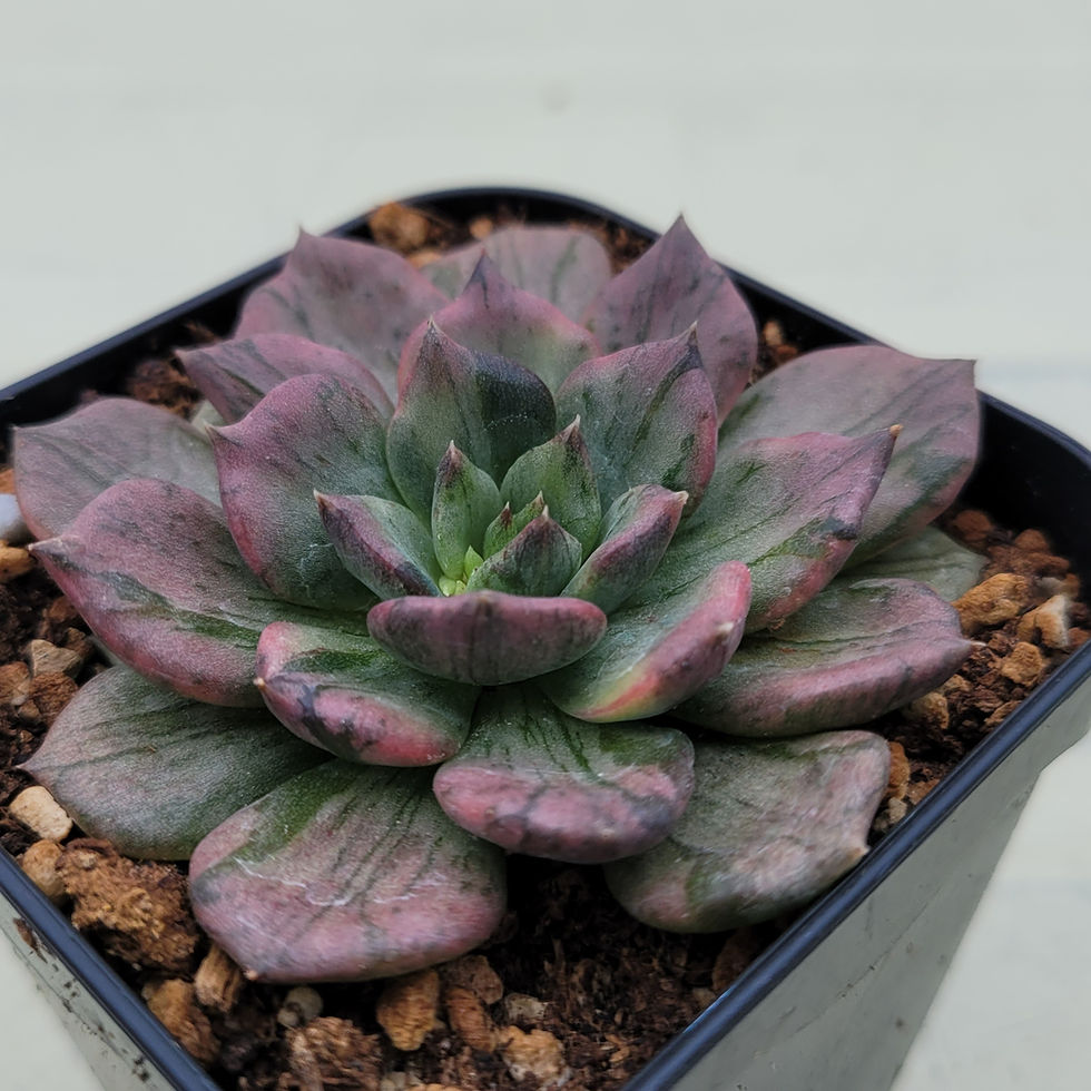 Thumbnail: Echeveria Silver Prince variegated 