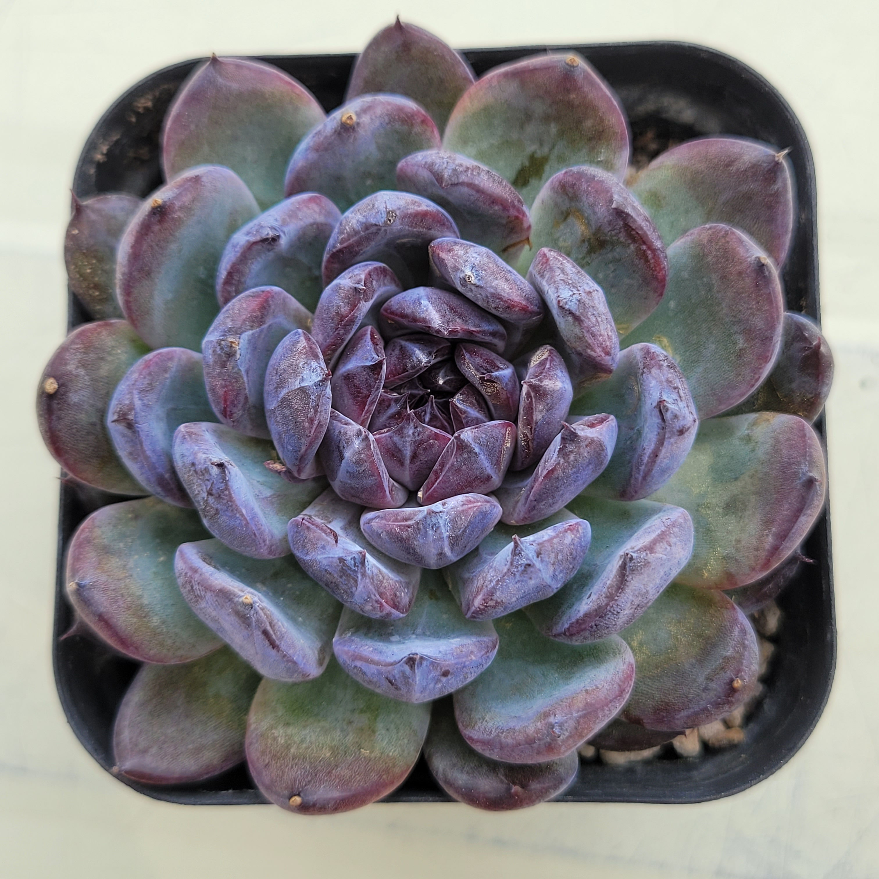 Echeveria Gemstone 