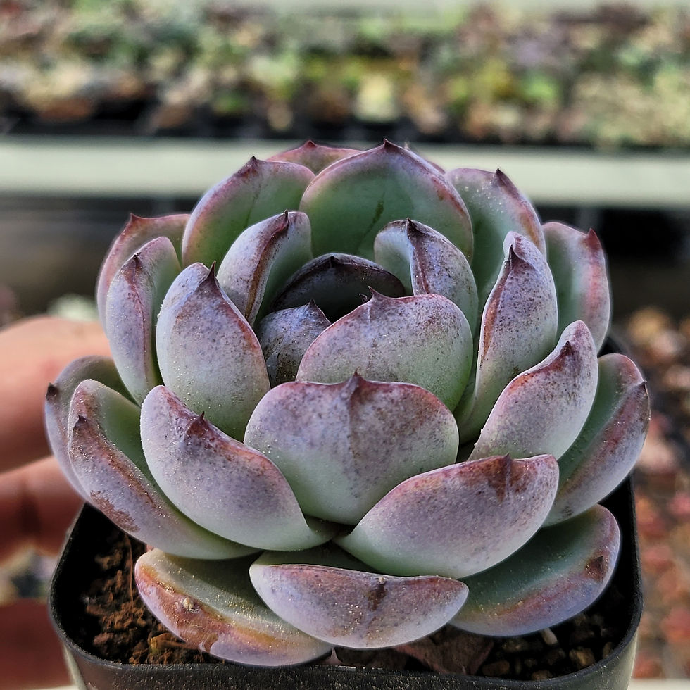 Thumbnail: Echeveria Dark Opal 