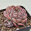 Thumbnail: Echeveria Pink Wave 