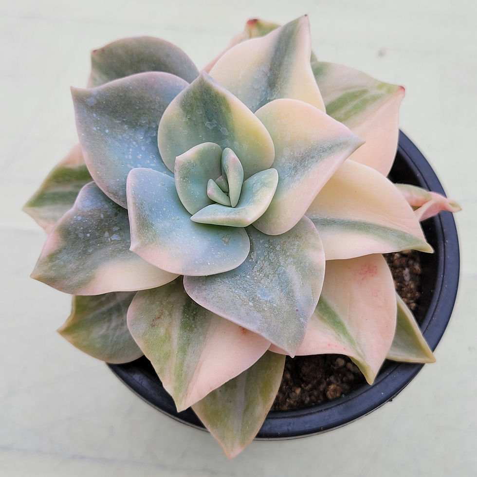 Thumbnail: Echeveria Eggball variegated 