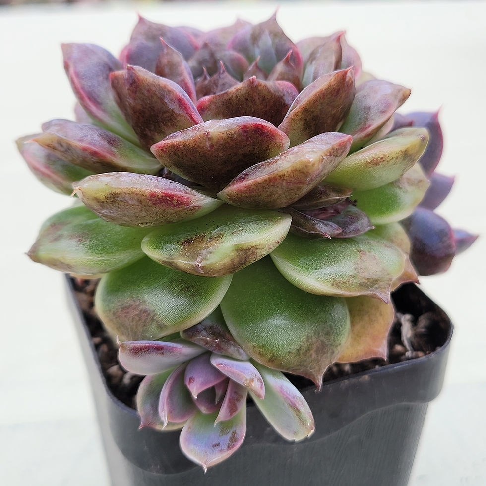Thumbnail: Echeveria White Soul 