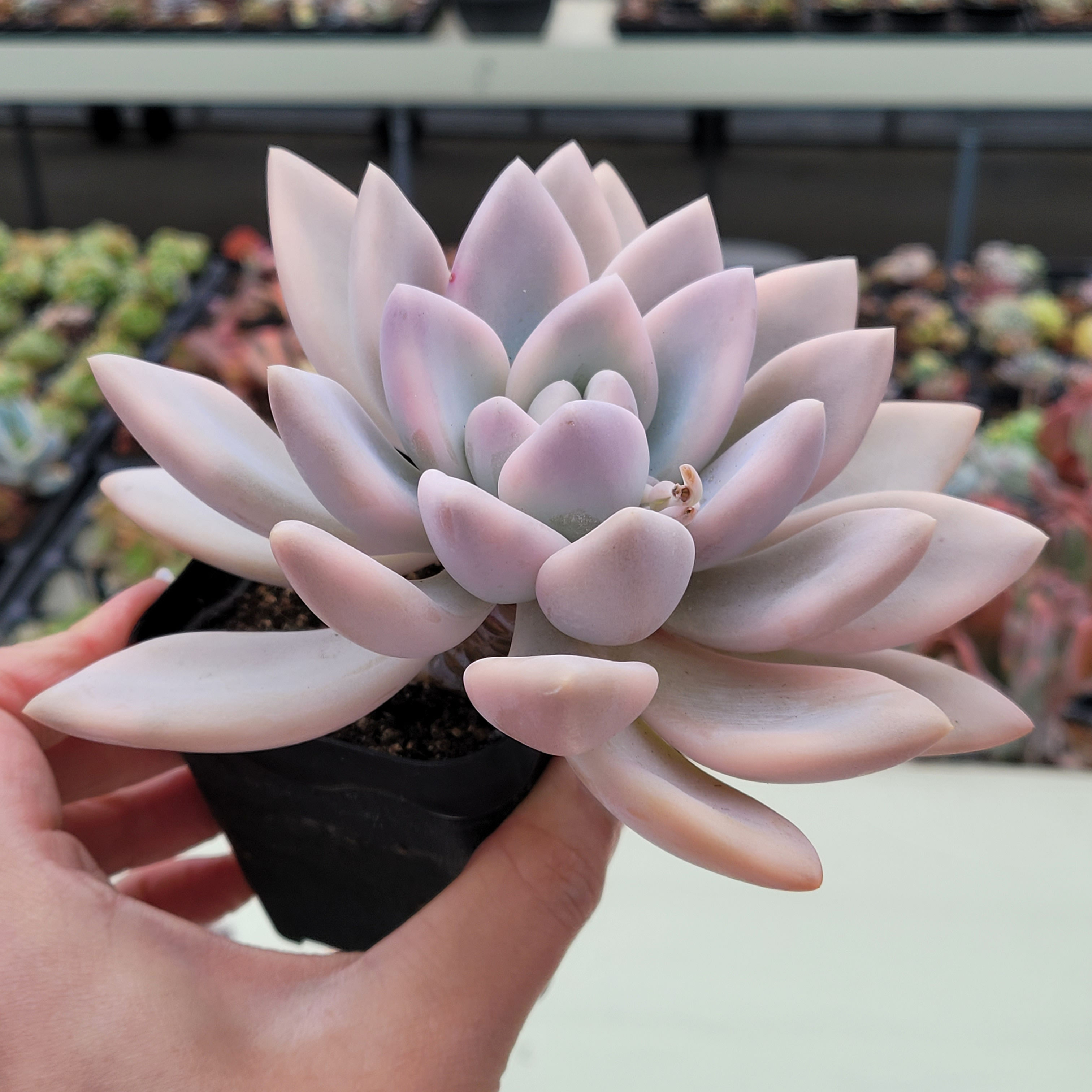 Graptoveria Opalina variegated 