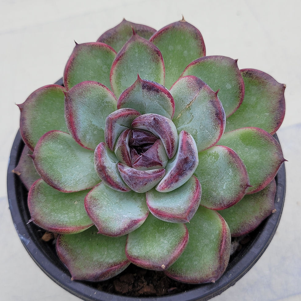 Thumbnail: Echeveria Black Tan