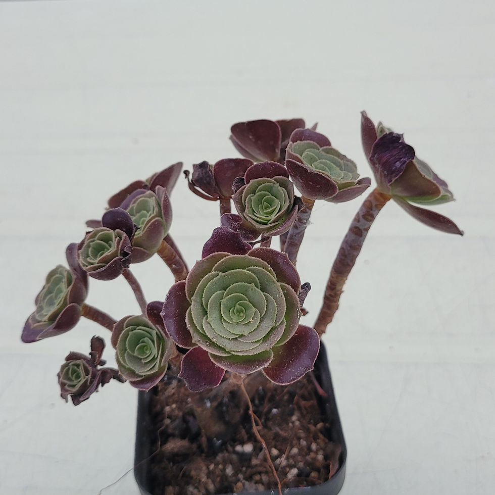 Thumbnail: Aeonium sp 