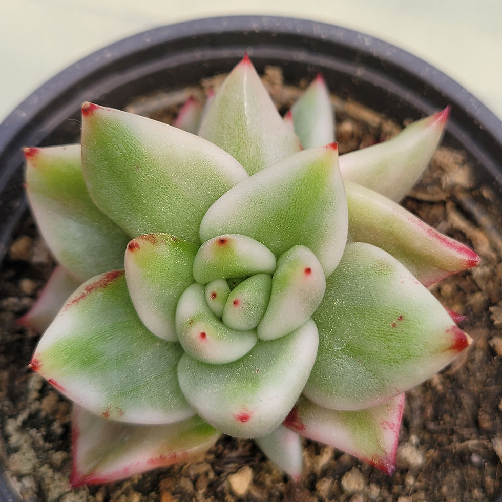 Thumbnail: Echeveria Elkhorn variegated 