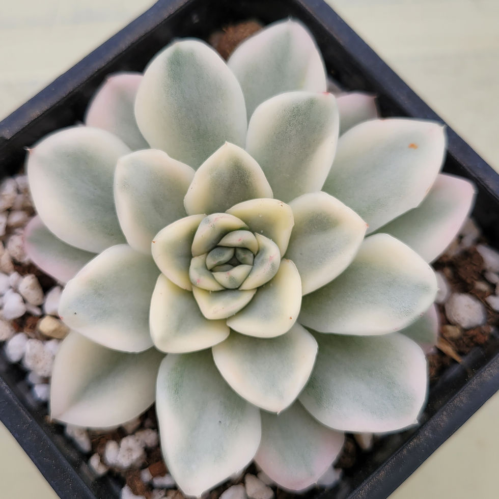 Thumbnail: Echeveria Snow Festival variegated 