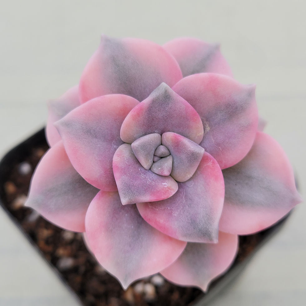 Thumbnail: Graptopetalum Purple Delight variegated 