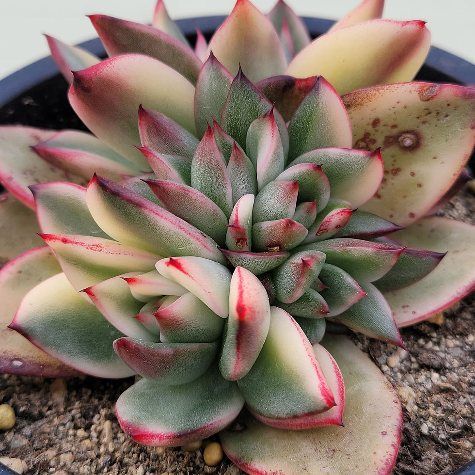 Thumbnail: Echeveria Flame variegated 