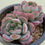 Thumbnail: Echeveria Starmark 