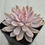 Thumbnail: Echeveria Pink Zaragosa variegated 