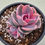 Thumbnail: Echeveria Rainbow 