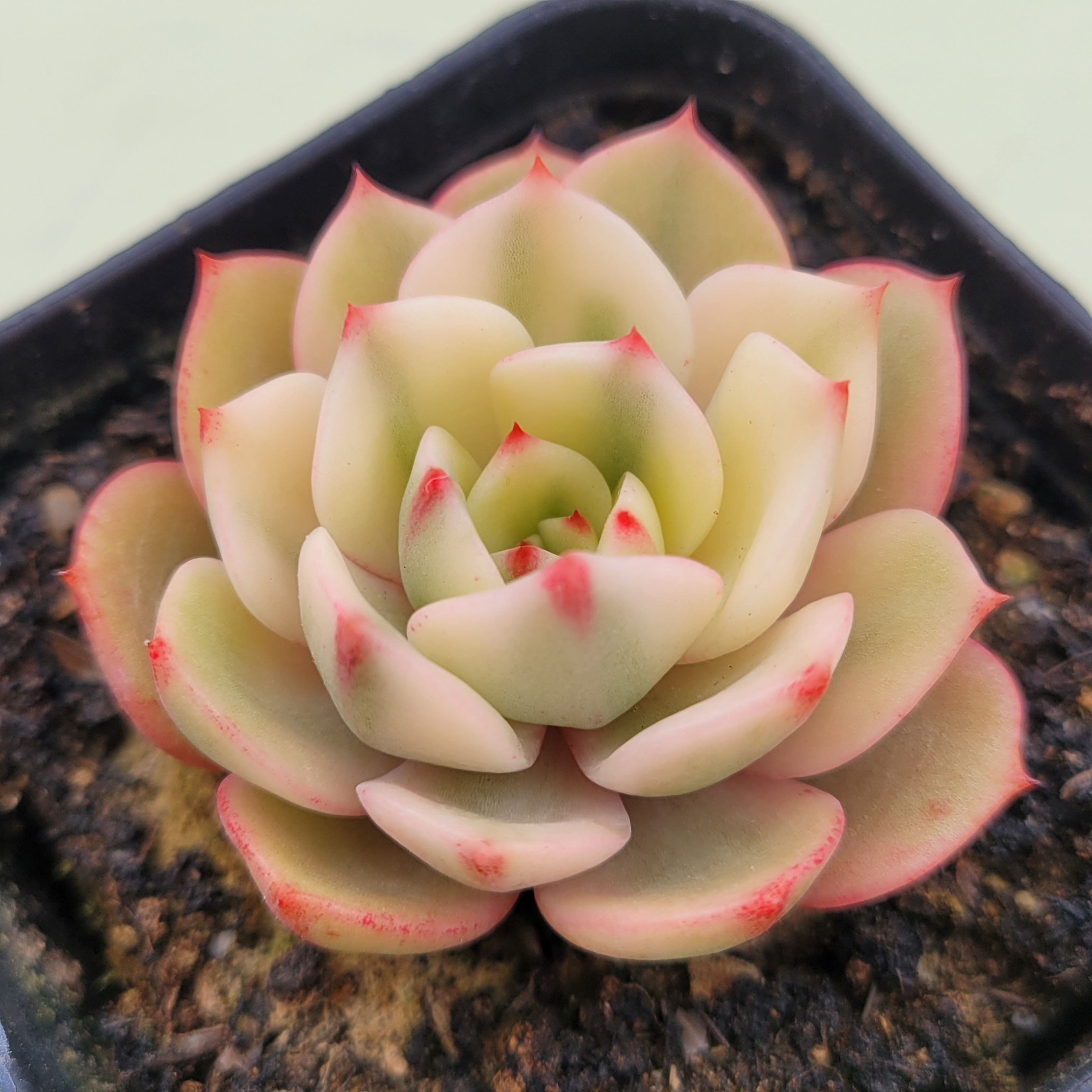 Echeveria Salu variegated 