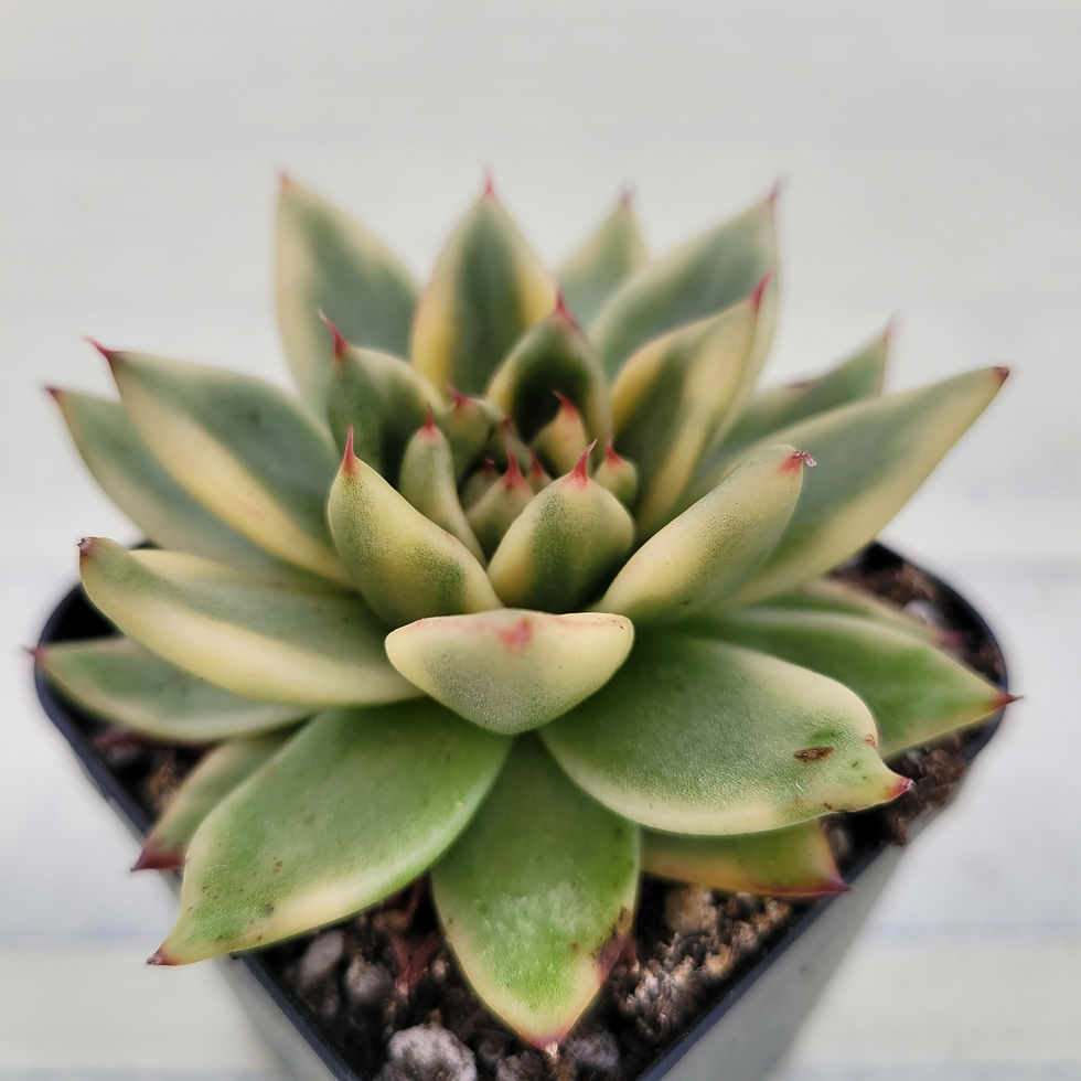 Thumbnail: Echeveria Agavoides Gohonjin variegated 