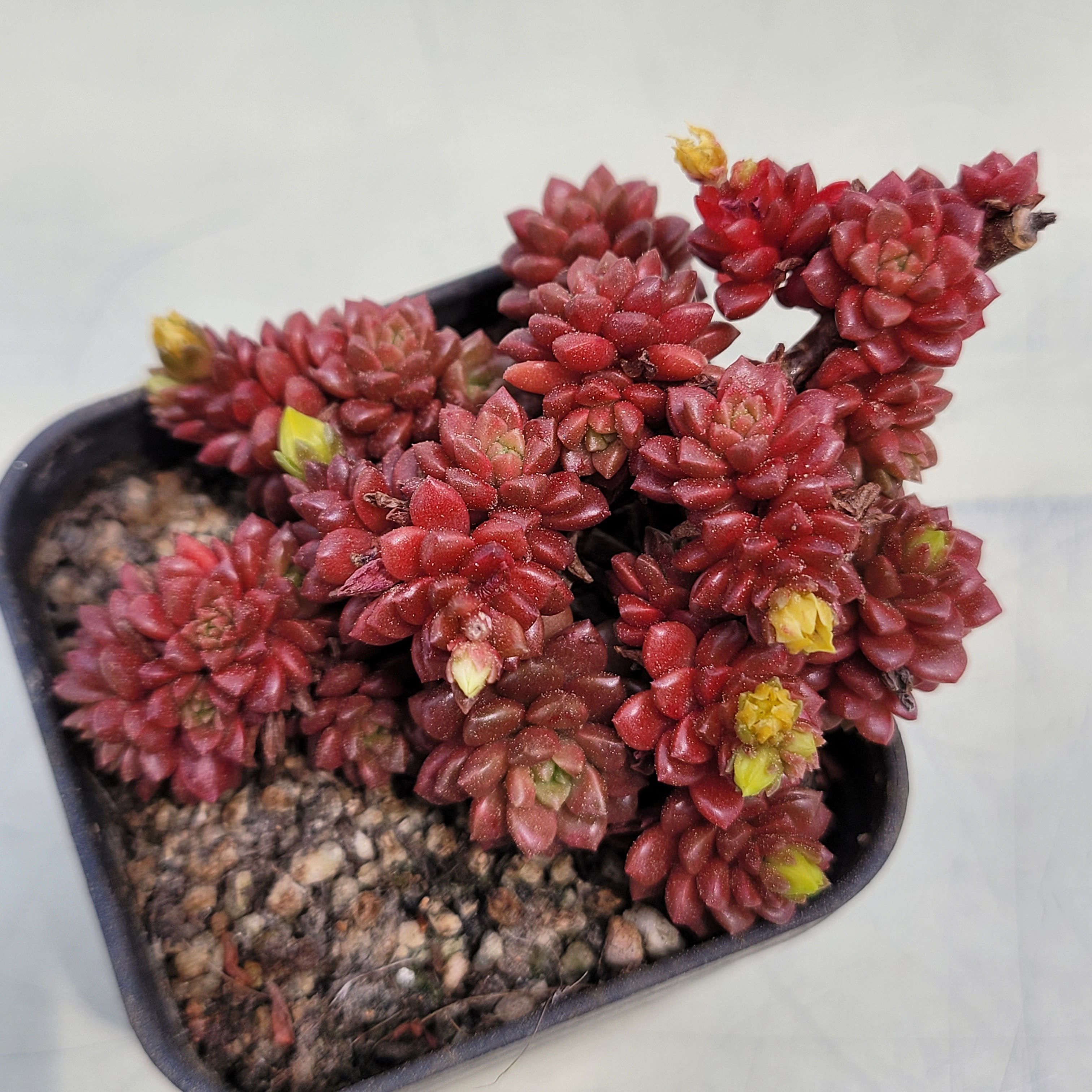 Cremnosedum Little Gem (Crassulaceae) variegated 