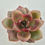 Thumbnail: Echeveria Antete 