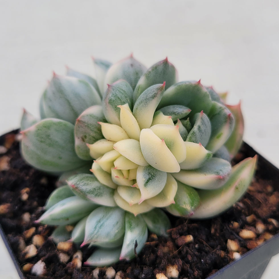 Thumbnail: Echeveria Queens Maria variegated 