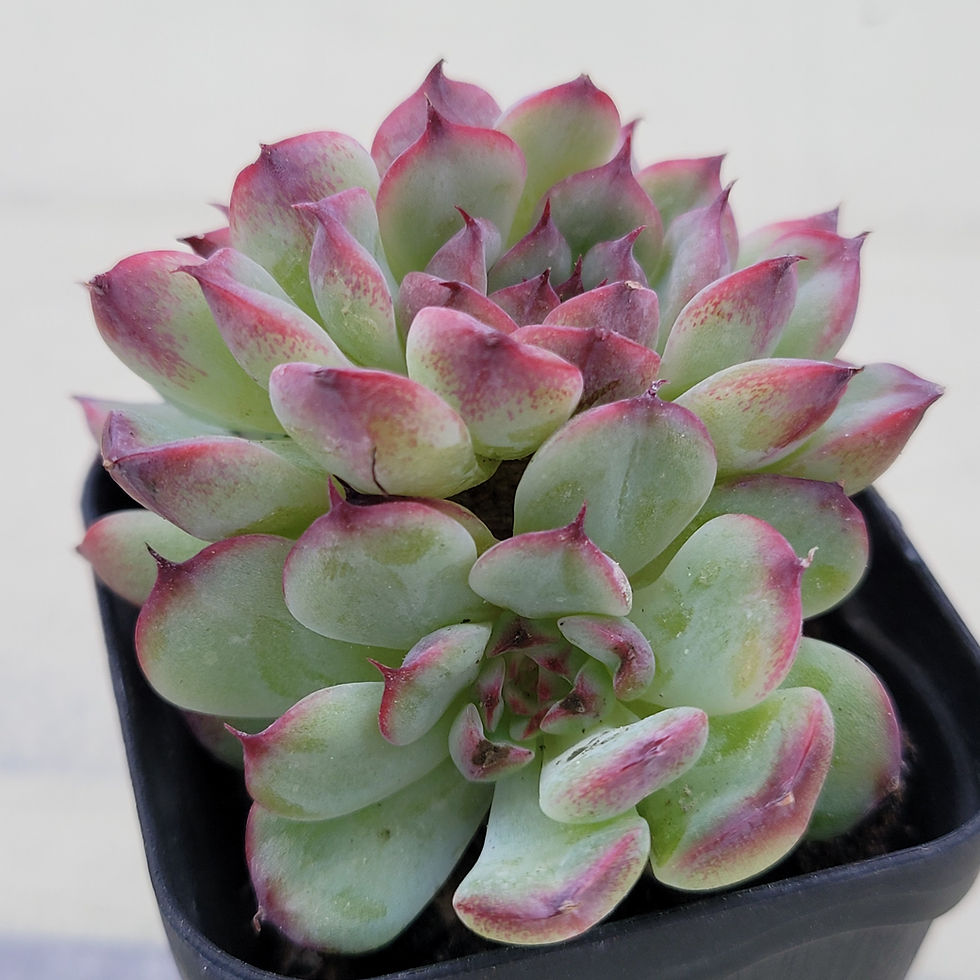 Thumbnail: Echeveria Marshell 