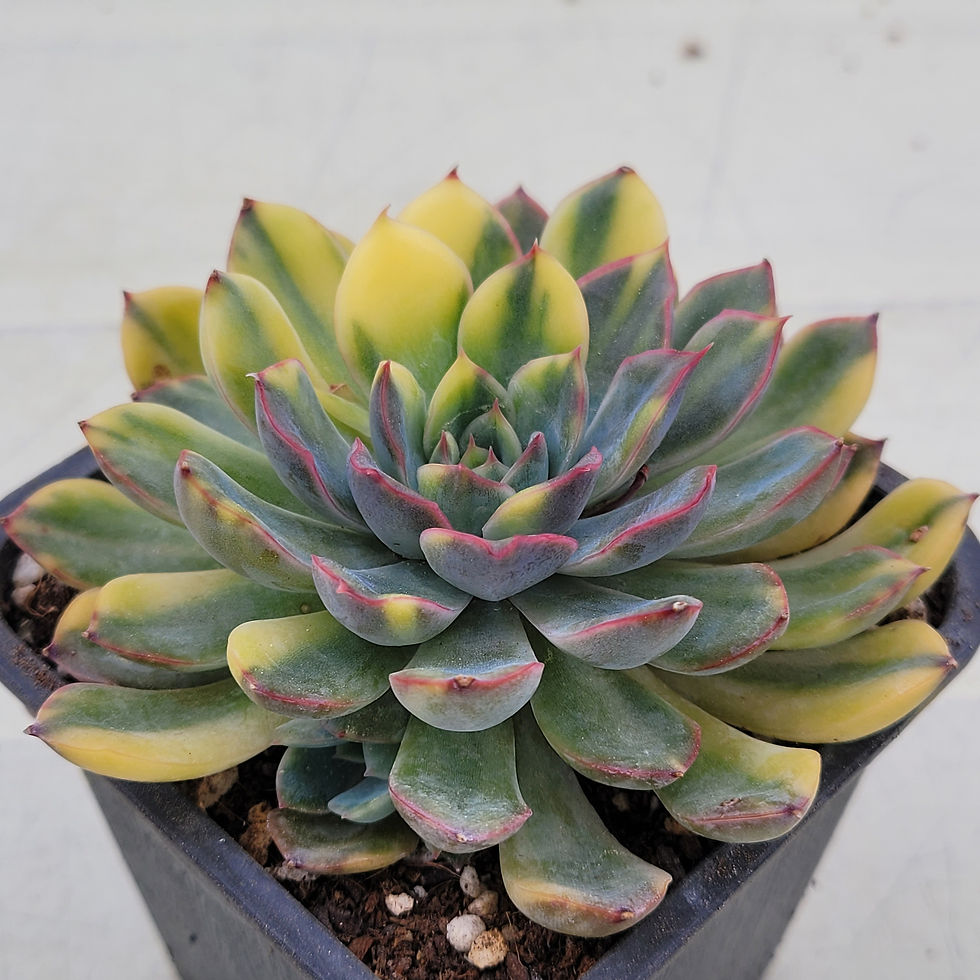 Thumbnail: Echeveria Orion variegated 