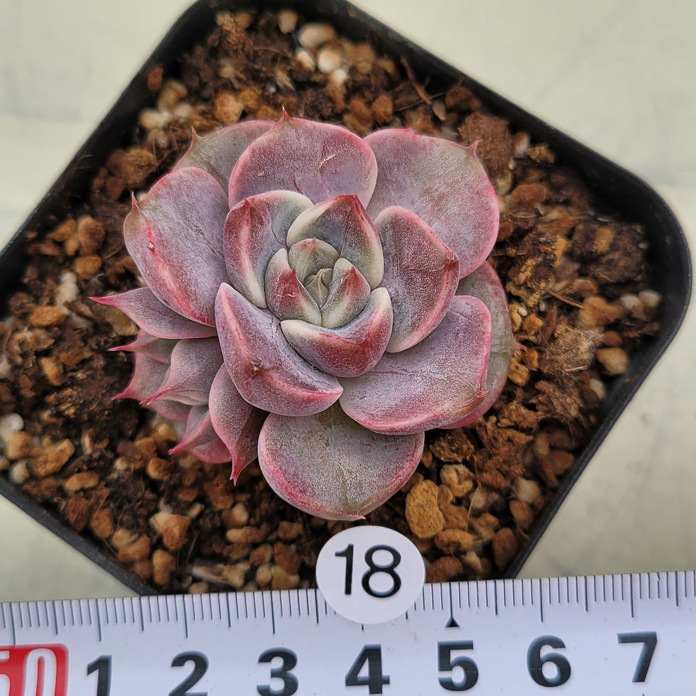 Thumbnail: Echeveria sp