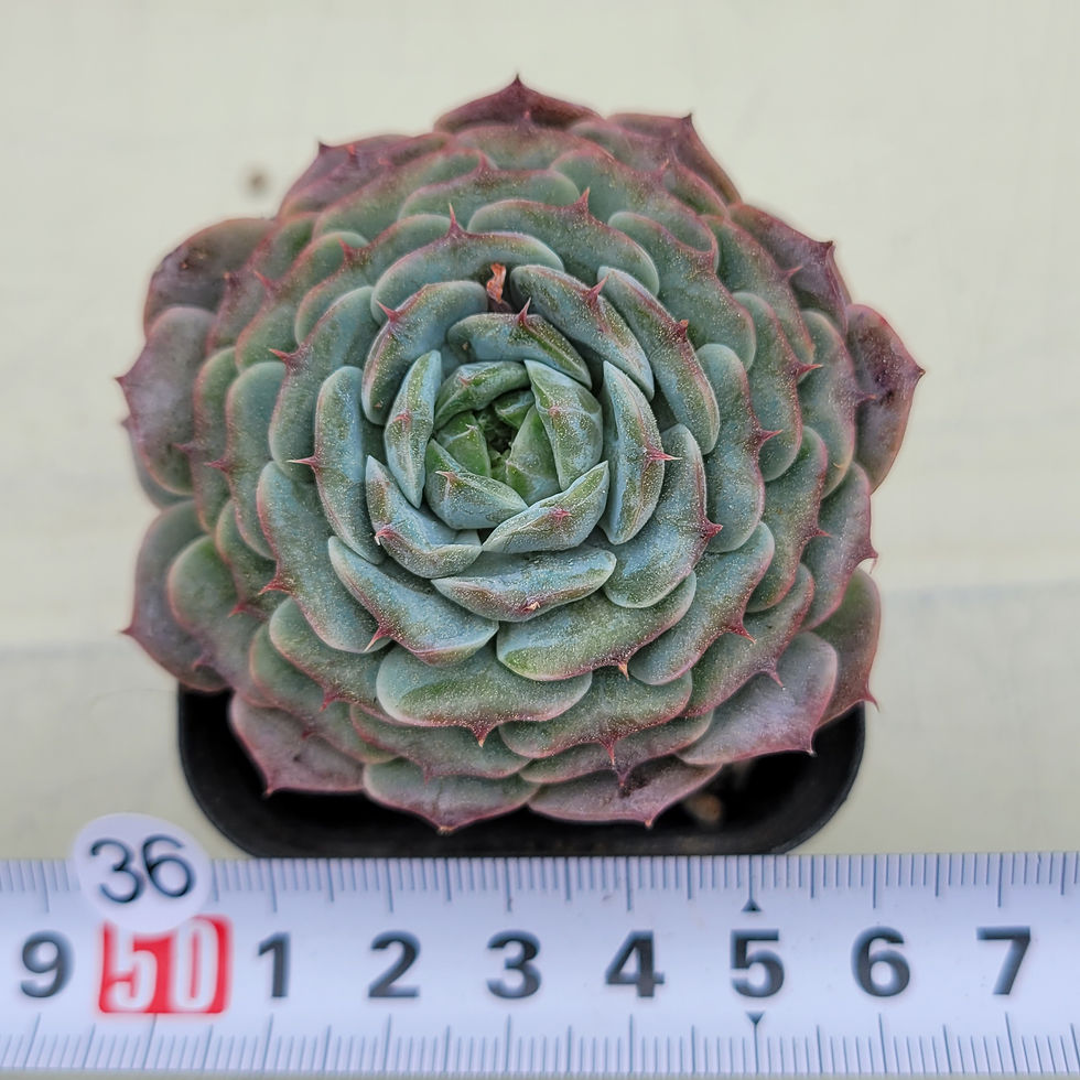 Thumbnail: Echeveria Mon Petit 
