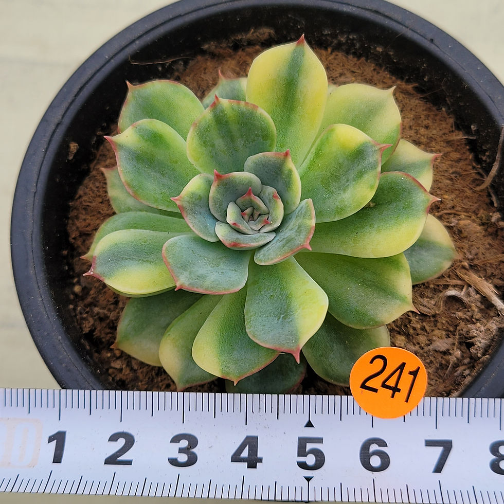 Thumbnail: Echeveria Orion variegated 