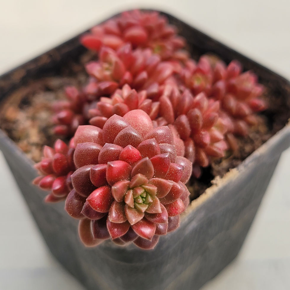 Thumbnail: Cremnosedum Little Gem (Crassulaceae) variegated 