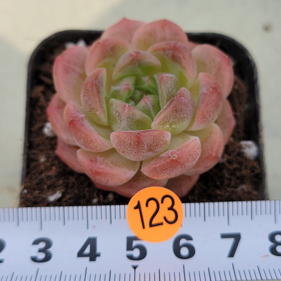 Thumbnail: Echeveria Gentle Peach 